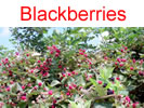 Tame blackberries in Millwood, WV Blackberries in Millwood, WV