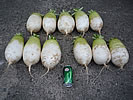 Asian radishes - organically grown in Millwood, WV Asian radishes - organically grown in Millwood, West Virginia